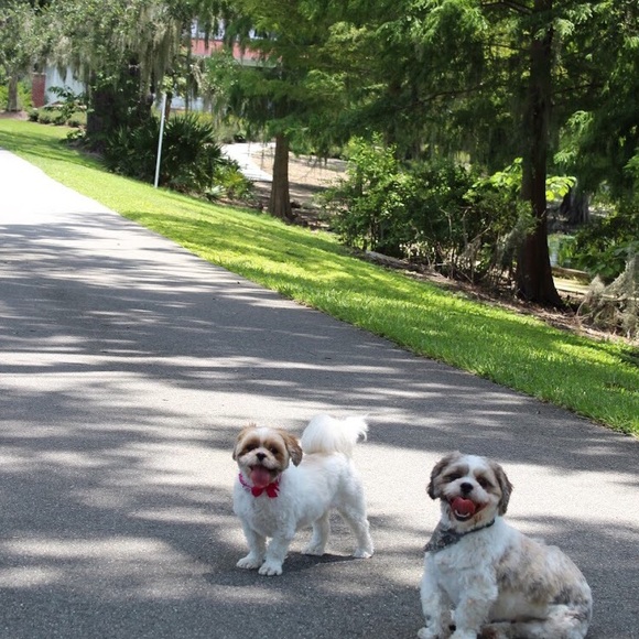 Meet your Posher, Lavandula - Picture 4 of 10